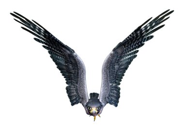 Beyaz arka planda üç boyutlu bir şahin ya da yırtıcı kuş görüntüsü