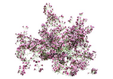 Beyaz arkaplanda 3 boyutlu pembe kalibre çiçekleri izole