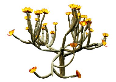 3D rendering of a blooming cholla plant isolated on white background clipart