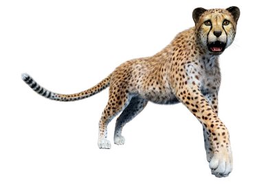 Beyaz arka planda izole edilmiş büyük bir kedi çitanın 3 boyutlu görüntülemesi