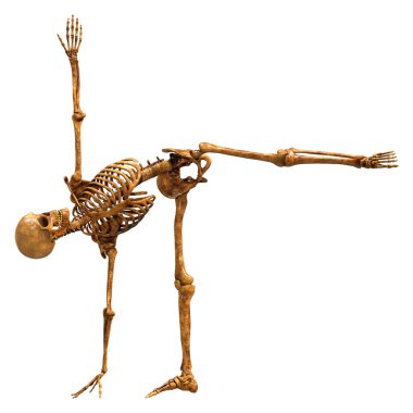 Beyaz arkaplanda izole edilmiş bir insan iskeletinin 3 boyutlu görüntülenmesi