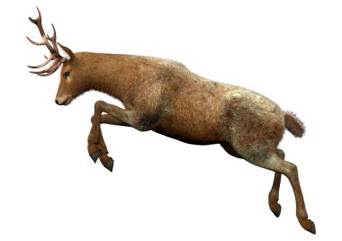 Beyaz arka plan üzerinde izole bir erkek geyik 3D render