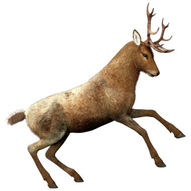 Beyaz arka plan üzerinde izole bir erkek geyik 3D render