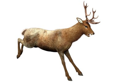 Beyaz arka plan üzerinde izole bir erkek geyik 3D render