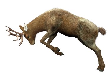 Beyaz arka plan üzerinde izole bir erkek geyik 3D render