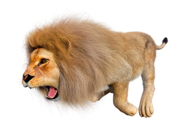 Beyaz arka planda izole edilmiş bir erkek aslanın 3 boyutlu görüntüsü