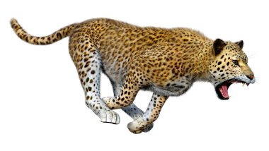 Beyaz arka planda izole edilmiş büyük bir kedi leoparının 3B görüntüsü