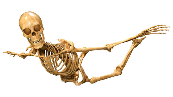 3D rendering of a human skeleton isolated on white background