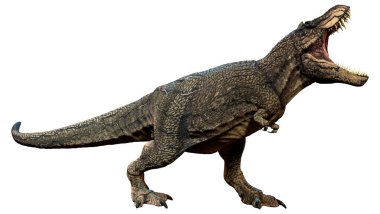 Beyaz arkaplanda izole edilmiş bir dinozor tyrannosaurus mcraeensis 'inin 3D görüntüsü