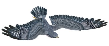 Beyaz arka planda üç boyutlu bir şahin ya da yırtıcı kuş görüntüsü