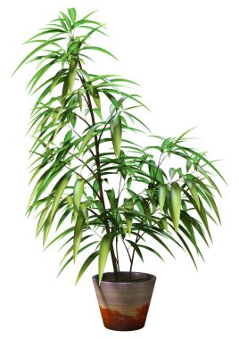 Beyaz arkaplanda 3 boyutlu bir incir ya da Ficus maclellandii ya da muz yaprağı inciri görüntüsü