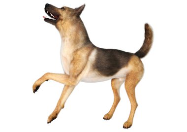 Beyaz arka planda izole edilmiş bir Alman çoban köpeğinin 3 boyutlu görüntüsü