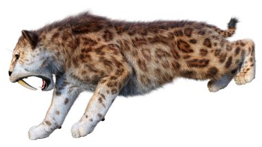 Üç boyutlu bir kılıç dişli kaplan bembeyaz arka planda izole edilmiş.