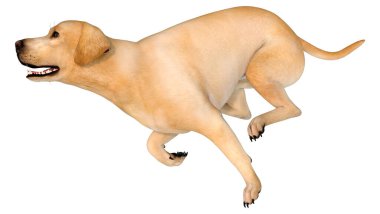 Beyaz arka planda izole edilmiş sarı labrador köpeğinin 3 boyutlu görüntüsü