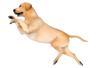 Beyaz arka planda izole edilmiş sarı labrador köpeğinin 3 boyutlu görüntüsü