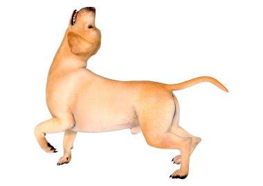 Beyaz arka planda izole edilmiş sarı labrador köpeğinin 3 boyutlu görüntüsü