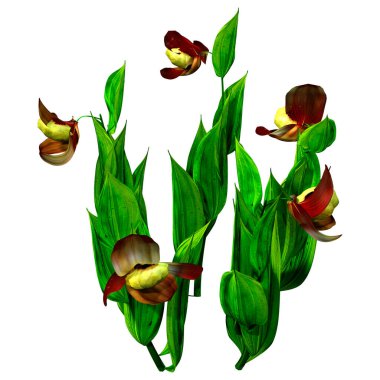 Beyaz arkaplanda izole edilmiş 3B terlik orkide çiçekleri