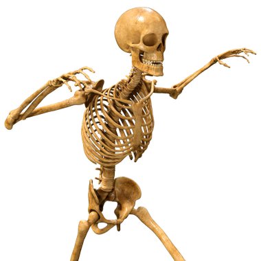 Beyaz arkaplanda izole edilmiş bir insan iskeletinin 3 boyutlu görüntülenmesi