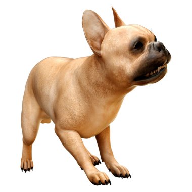 Beyaz arka planda izole bir köpek yavrusu Fransız Bulldog 3D render