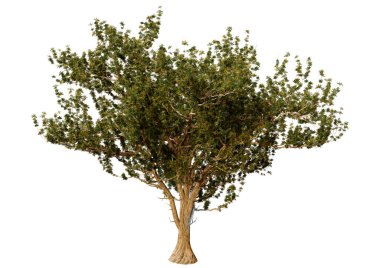 3D rendering of a green olive tree isolated on white background