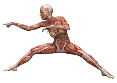Beyaz arka planda izole edilmiş kas haritaları olan üç boyutlu bir kadın figürü