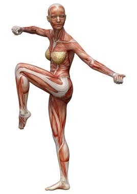 Beyaz arka planda izole edilmiş kas haritaları olan üç boyutlu bir kadın figürü