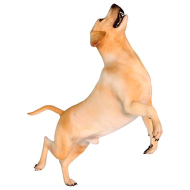 Beyaz arka planda izole edilmiş sarı labrador köpeğinin 3 boyutlu görüntüsü