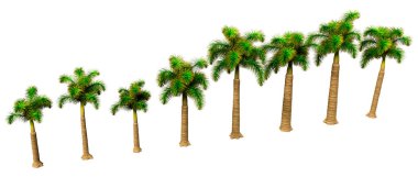 3D rendering of a row of foxtail palm trees isolated on white background clipart