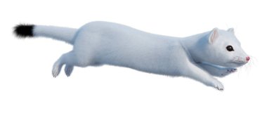 Beyaz arka planda izole edilmiş bir beyaz gelinciğin 3 boyutlu görüntülemesi