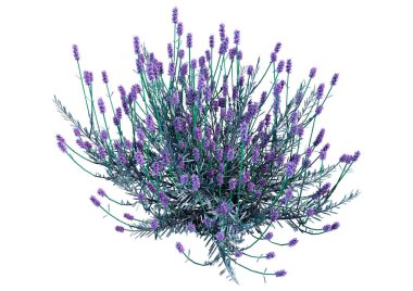 Beyaz arkaplanda 3 boyutlu lavanta çiçeği çizimi