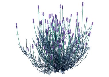 Beyaz arkaplanda 3 boyutlu lavanta çiçeği çizimi