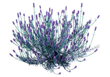 Beyaz arkaplanda 3 boyutlu lavanta çiçeği çizimi