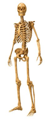 Beyaz arkaplanda izole edilmiş bir insan iskeletinin 3 boyutlu görüntülenmesi