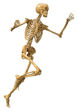 Beyaz arkaplanda izole edilmiş bir insan iskeletinin 3 boyutlu görüntülenmesi
