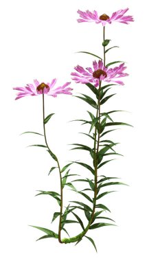 Beyaz arkaplanda izole edilmiş koni çiçeklerinin 3d görüntülenmesi