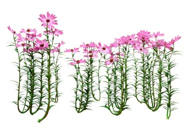 Beyaz arkaplanda izole edilmiş koni çiçeklerinin 3d görüntülenmesi