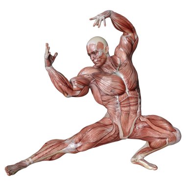 Beyaz arka planda izole edilmiş kas haritaları olan bir erkek figürünün 3 boyutlu görüntülenmesi