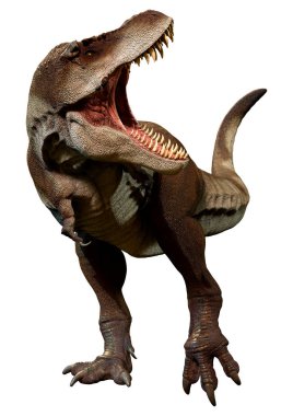 Beyaz arkaplanda izole edilmiş bir dinozor tyrannosaurus mcraeensis 'inin 3D görüntüsü