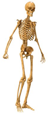 Beyaz arkaplanda izole edilmiş bir insan iskeletinin 3 boyutlu görüntülenmesi