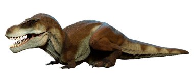 Beyaz arkaplanda izole edilmiş bir dinozor tyrannosaurus mcraeensis 'inin 3D görüntüsü