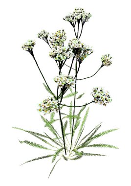 Beyaz arkaplanda izole edilmiş üç boyutlu kiriş bitkilerinin oluşturulması