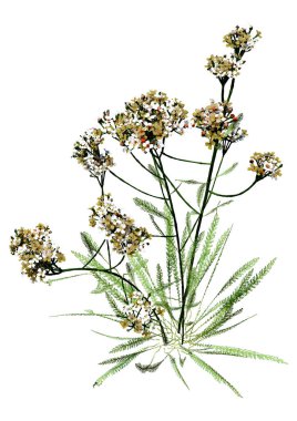 Beyaz arkaplanda izole edilmiş üç boyutlu kiriş bitkilerinin oluşturulması