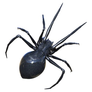 Üç boyutlu karadul örümceği ya da Latrodectus ya da beyaz arka planda izole edilmiş gerçek dul resmi.