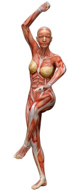 Beyaz arka planda izole edilmiş kas haritaları olan üç boyutlu bir kadın figürü