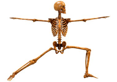 Beyaz arkaplanda izole edilmiş bir insan iskeletinin 3 boyutlu görüntülenmesi