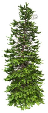 Tek bir yeşil Wollemi çam ağacının 3D görüntüsü veya beyaz arkaplanda izole edilmiş Wollemia nobilis