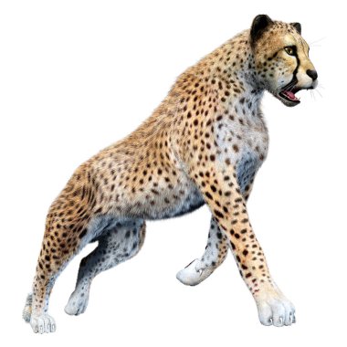 Beyaz arka planda izole edilmiş büyük bir kedi çitanın 3 boyutlu görüntülemesi