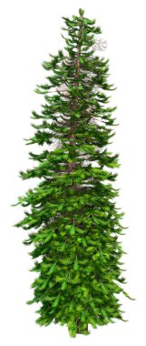 3D rendering of a single green wollemi pine tree or Wollemia nobilis isolated on white background clipart