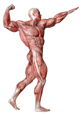 Beyaz arka planda izole edilmiş kas haritaları olan bir erkek figürünün 3 boyutlu görüntülenmesi