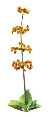 Beyaz arka planda tek bir turuncu şamdanın 3 boyutlu görüntülenmesi.